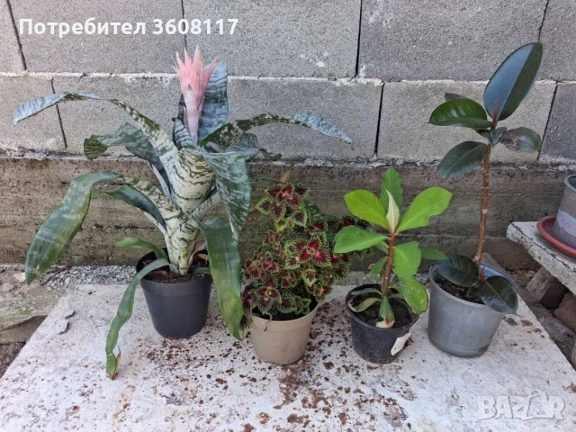 комплект 25 евро 