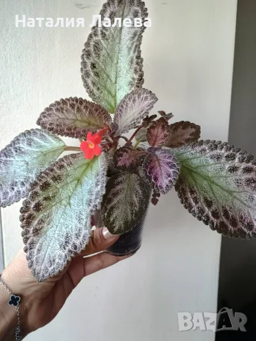 Еписция, episcia Pink Acajou, снимка 2 - Стайни растения - 55549590