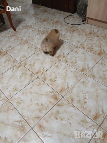 Mini Pomeran, снимка 6 - Померан - 54274482