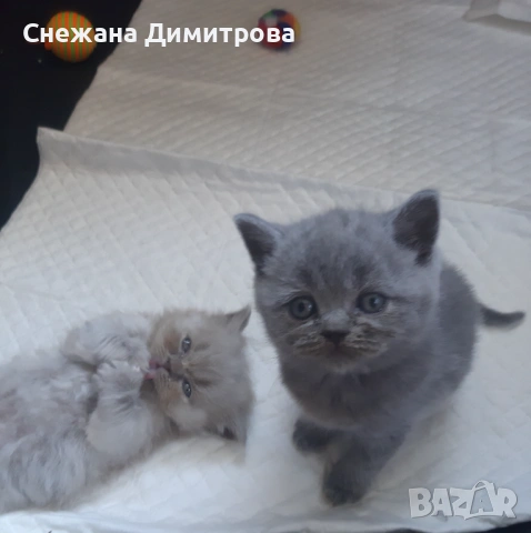 Британска късокосместа , снимка 4 - Британска късокосместа - 54825928