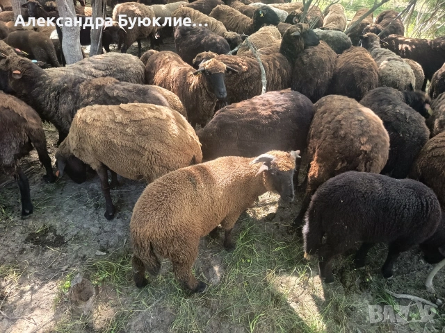 медночервени агнета 