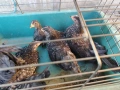 Продавам ярки шабо, снимка 5