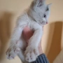  Мъжко коте, снимка 5