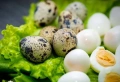 Продавам пъдпъдъци на 7 месеца , снимка 5