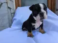 Английски Булдог Черен и Син , снимка 5