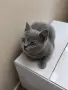 Британско Късокосместо коте, снимка 3