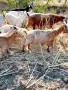 продавам пет бройки млади кози , снимка 3