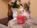 женско чихуахуа. , снимка 3