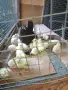 Продавам малки пилета, снимка 2
