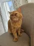 Продавам полуперсийско коте, снимка 1