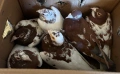 Пощенски гълъби Мюлеманс, снимка 5