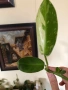 Резник philodendron Jose Buono , снимка 1