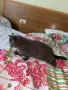 Котенок Шатланский вислоухий 4 месяца, снимка 6