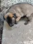Белгийски овчарки, снимка 4