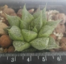 Хавортия (Haworthia comptoniana), снимка 3