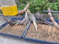 Продавам млади корели , снимка 3
