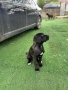 Cane Corso , снимка 6