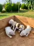 Джак Ръсел Териер, снимка 5