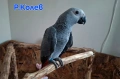 Ръчно хранен папагал Жако / бебе, снимка 3