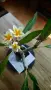🌸 Плумерия (Frangipani) – Красиво оформено растение с цвят и много пъпки, снимка 1