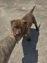 Американски питбул териер ,,Ред ноус''(American pitbull terrier Red nose), снимка 4