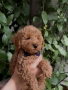 Той пудел/Toy poodle/Чистокръвни той пуделчета (черни и ред/априкот), снимка 4