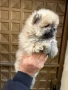 Померан , снимка 2