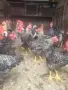 Продавам или разменям за ярки млади домашни петлета, снимка 2