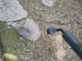 Karcher Vaporapid 1500 парочистачка  , снимка 9