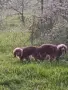 Продават се спещно, снимка 7