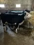 Продавам 7 Телета, снимка 1