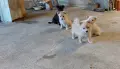​🐾  Помчи (Померан + Чихуахуа) , снимка 3