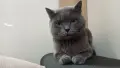 Шотландски клепоухи, снимка 4