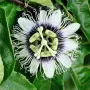 Пасифлора (Маракуя) – Passiflora edulis, снимка 4