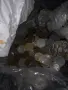 Колекционерски монети , снимка 6