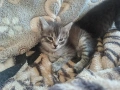 Ангорски котки, снимка 10
