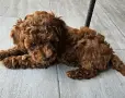 Три сладки пухкави момчета, снимка 2
