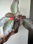 Еписция, episcia Pink Acajou, снимка 2