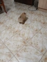 Mini Pomeran, снимка 6