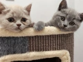 Късокосместа Британка, снимка 2