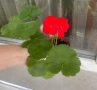 Сортово мушкато Ainsdale Duke Актуални снимки, снимка 1