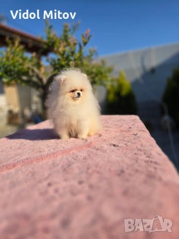 Мини Померан момче 