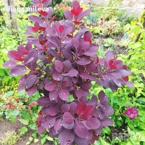 Червенолистна Смрадлика, Cotinus Royal purple или още Тетра!!!, снимка 5 - Градински цветя и растения - 54657841