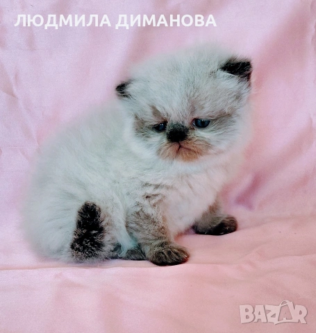 Персийско хималайско момиче. , снимка 2 - Персийска - 54252433