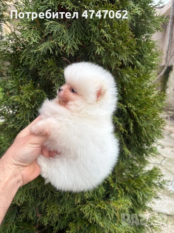 Померан момче, снимка 3 - Померан - 54010556