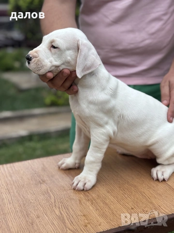Дого Аржентино / Dogo argentino , снимка 13 - Дого аржентино - 55180416