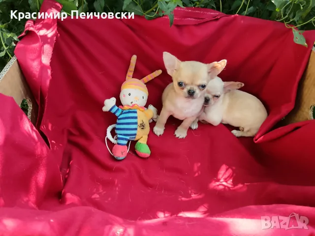 момче чихуахуа. , снимка 3 - Чихуахуа - 55564380