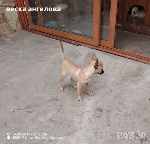 Мини чихуахуа момиче