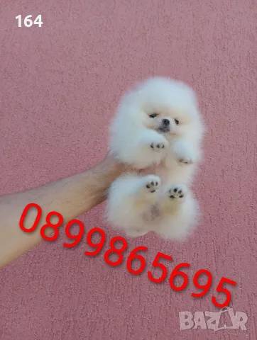 Бели момче и момиче.Померани. Реални снимки !!! , снимка 5 - Померан - 55618394