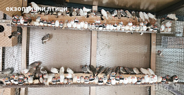 Свободни 200бр Амадини, снимка 4 - Амадини - 54013048